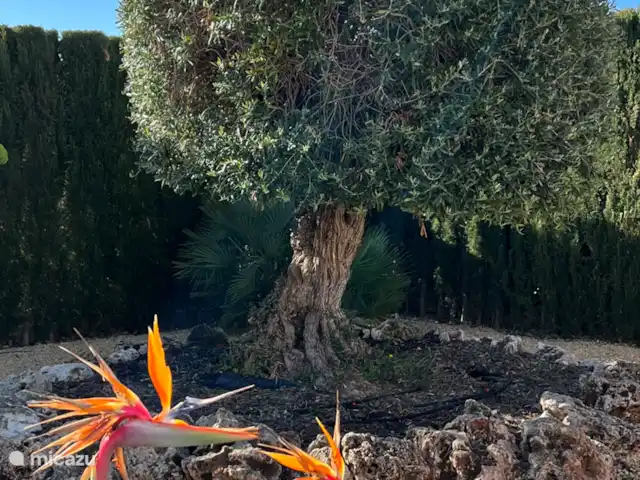 Location de Vacances Espagne, Costa Blanca, Calpe, villa - Casa Dylano