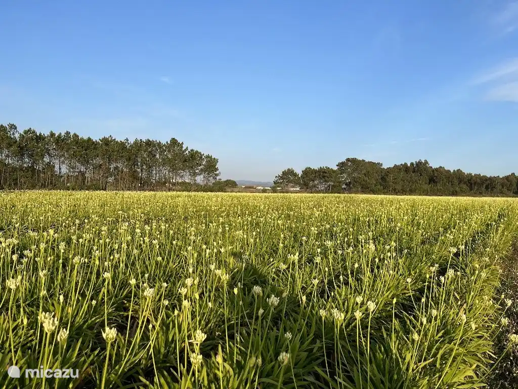 View over the countryside.