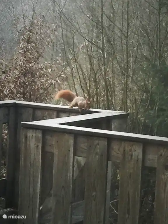 De Oranje Kabouter