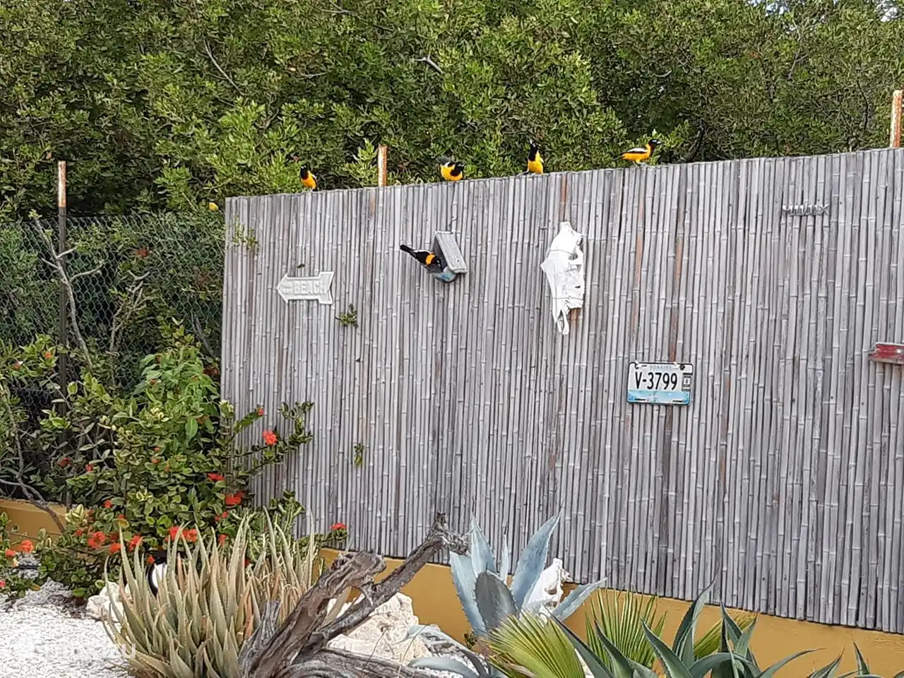 Tropical birds in the garden such as the Trupial