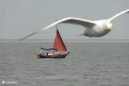 Vakantiehuis Nederland, Friesland, Anjum vakantiehuis De Scholekster Omgeving