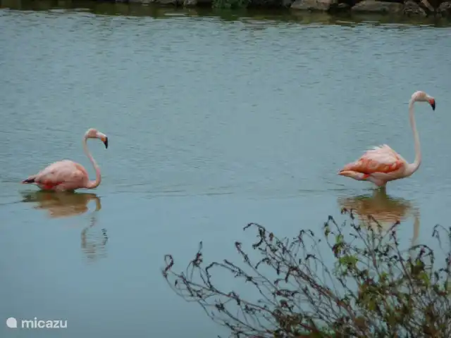 Blue Bay Beach Villa @ Piscine | Curaçao, Curaçao-Centre, Blue Bay - villa Flamants roses dans notre jardin