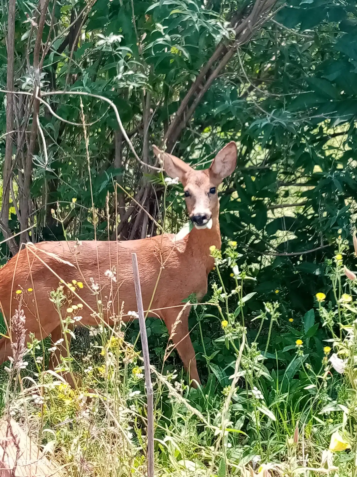 lots of nature around the house