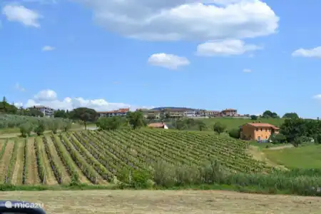 Vakantiehuis Italië, Umbrië, Magione - appartement Carse Sparsa Wijnveld in dal