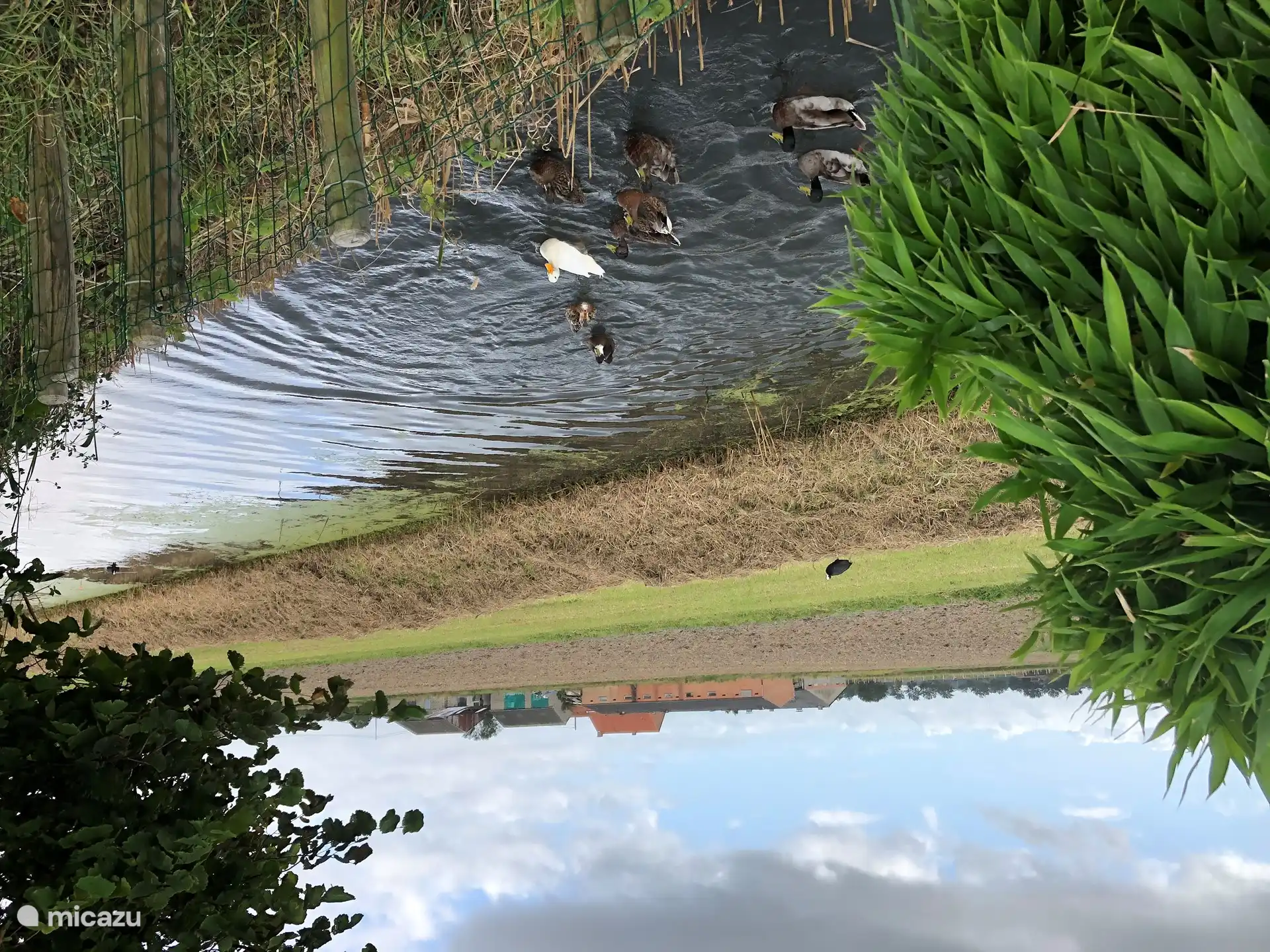 Im Bach neben dem Garten können Sie die Enten vorbeischwimmen sehen