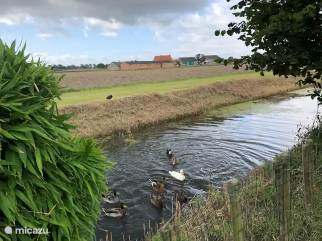 Duinendaele 213 huren in België, Belgische Kust, De Panne - vakantiehuis In de beek die grenst aan de tuin kan je de eendjes zien voorbij zwemmen