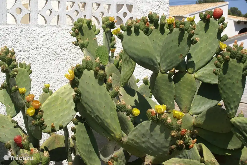 Cactus en fleurs en juin