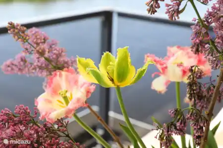 Vakantiehuis Nederland, Friesland, Heeg vakantiehuis Huisjeheeg -