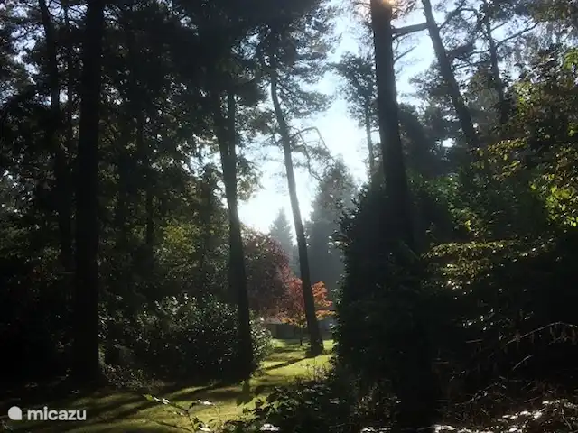 Location de Vacances Pays-Bas, Overijssel, Holten, maison de vacances - Boschhuys Holterberg la Loge Le jardin boisé.