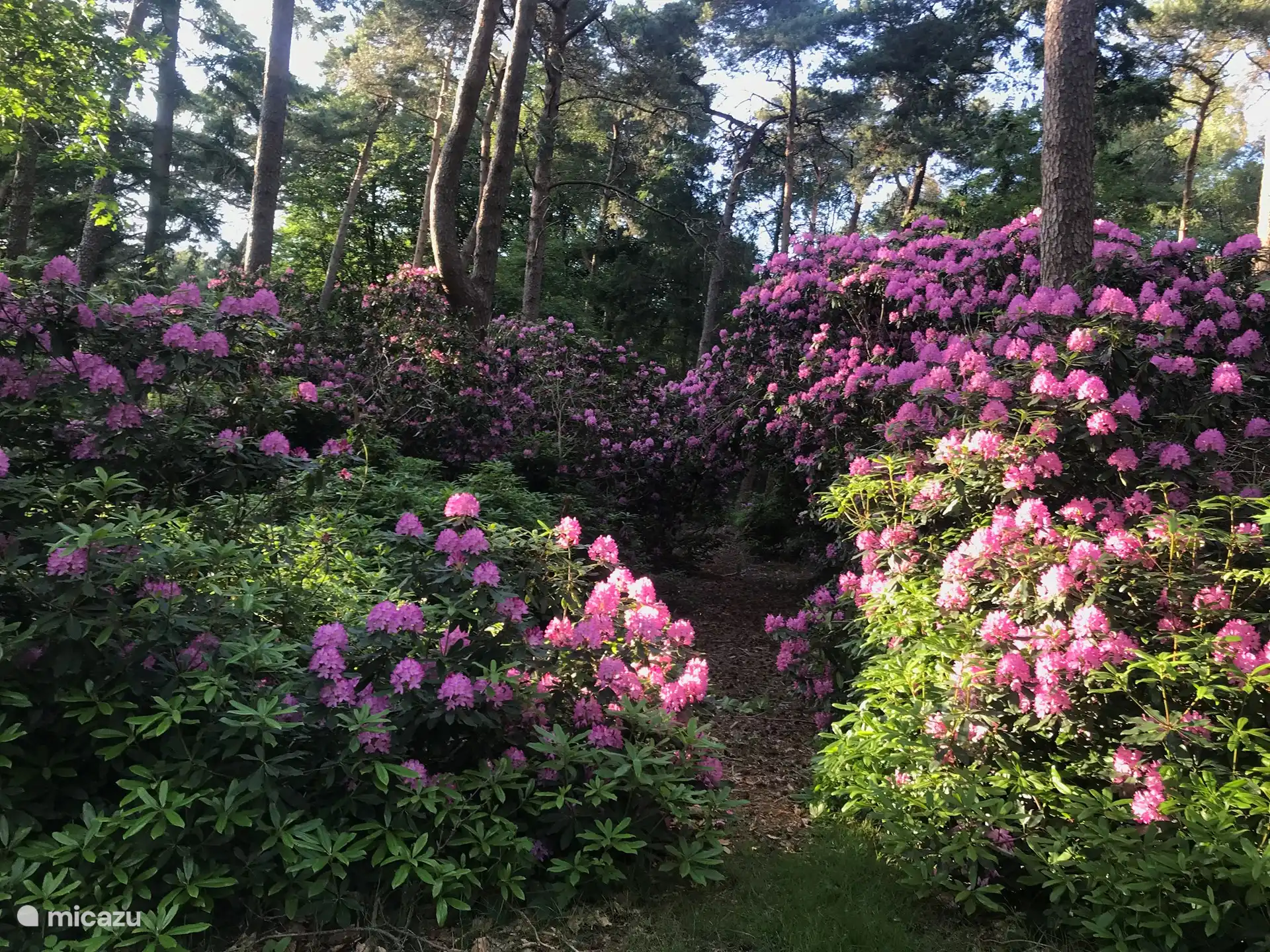 rododendrons in de tuin in bloei in mei