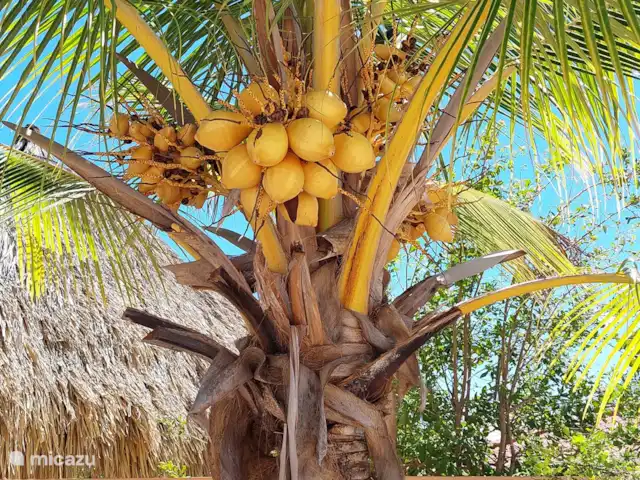 villa en Curazao, Bandabou (oeste), Fontein – Villa Coco, con piscina Coconut palme im Garten