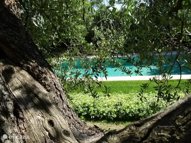 Location de Vacances Italie, Ombrie, Orvieto, villa - Tenuta del Conte Olivier et piscine