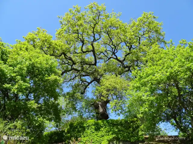 Location de Vacances Italie, Ombrie, Orvieto, villa - Tenuta del Conte Vert printanier