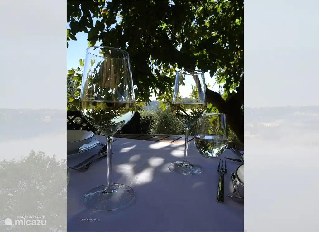 A glass of Orvieto Classico under the fig tree