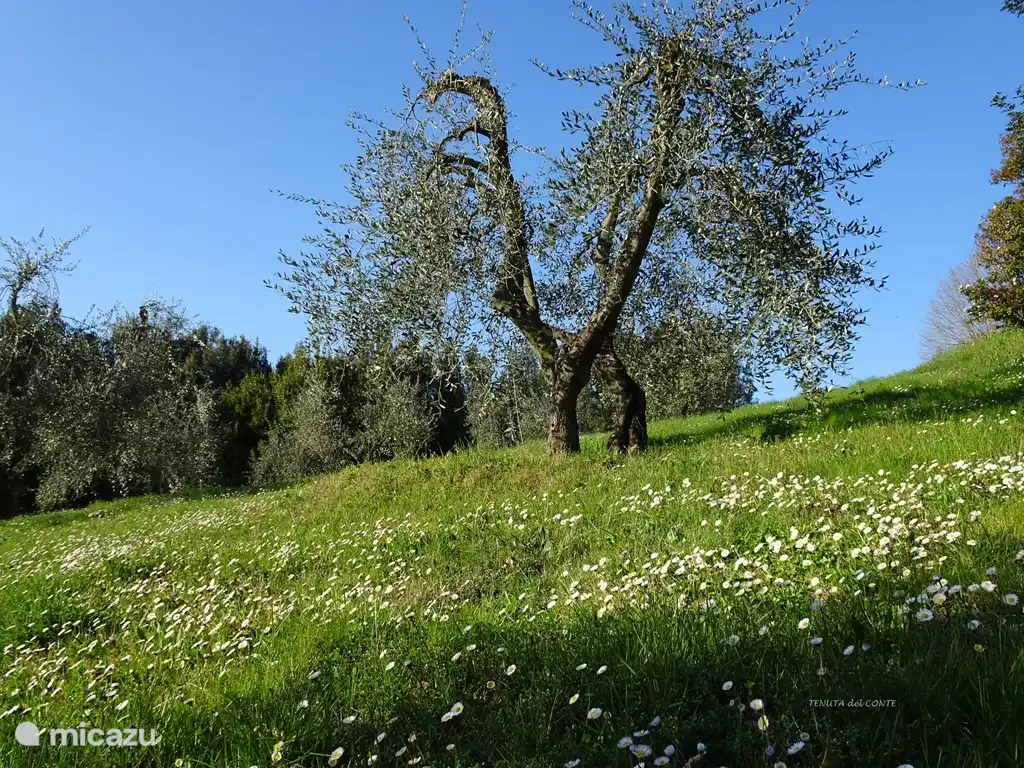 Olive Garden on the Tenuta del Conte