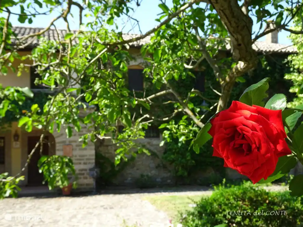 Old rose on the Tenuta del Conte