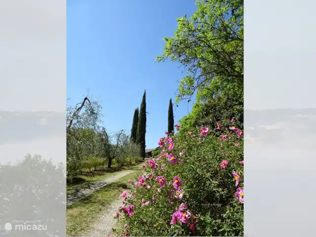 Location de Vacances Italie, Ombrie, Orvieto, villa - Tenuta del Conte Allée