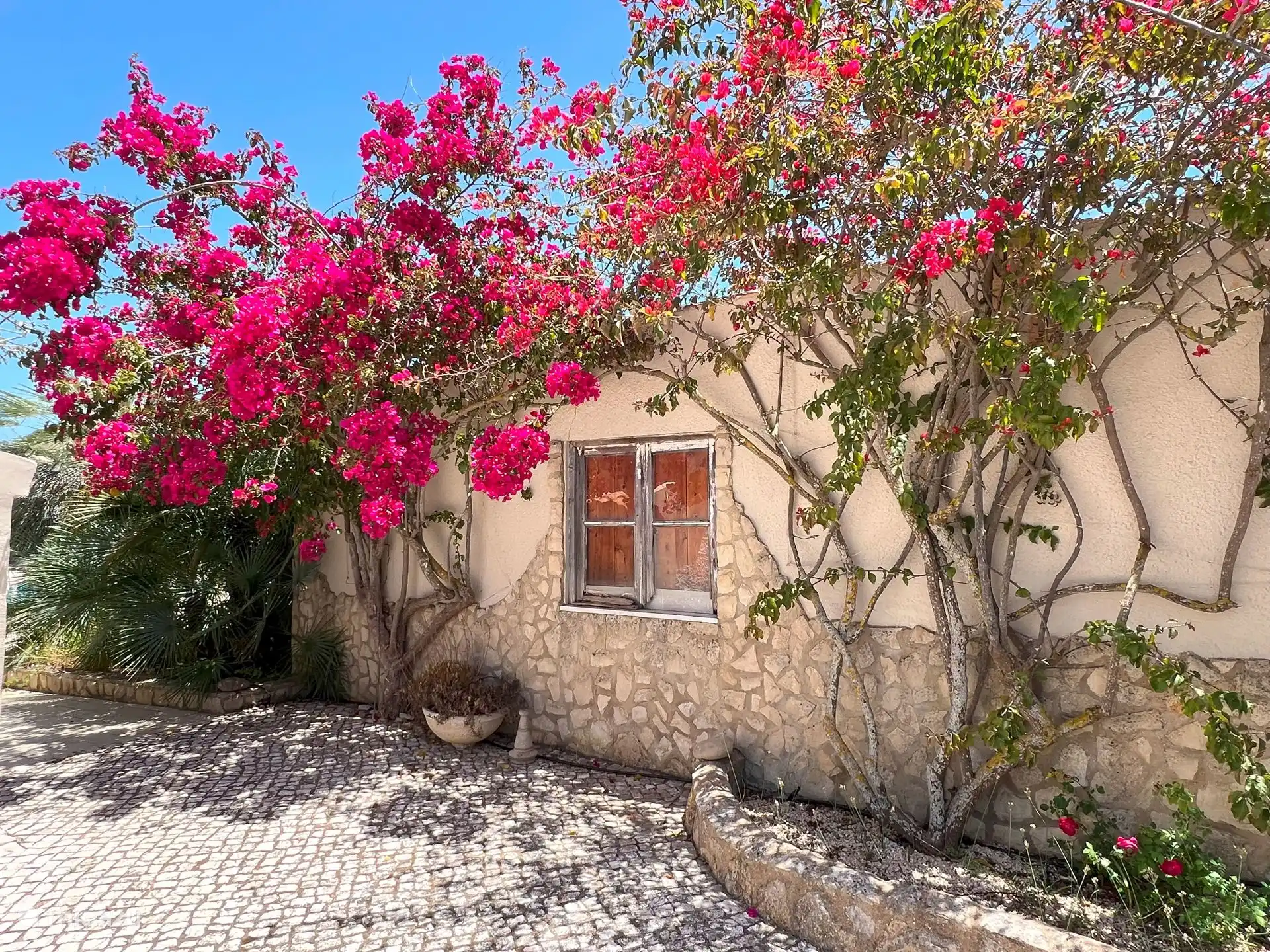 Bougainvillea auf der Vivenda