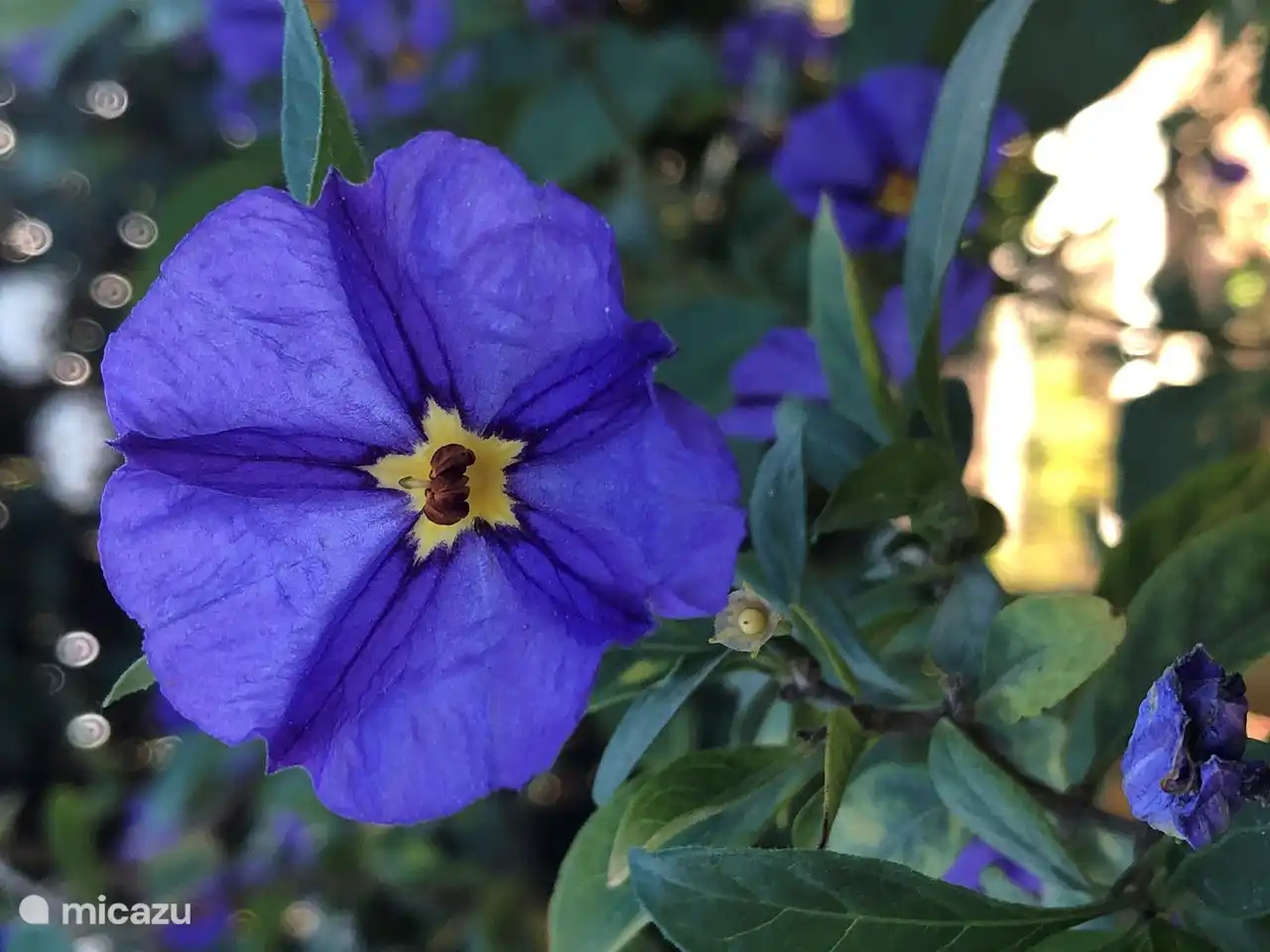 Blumenpracht im eigenen Garten | Vivenda da Luz