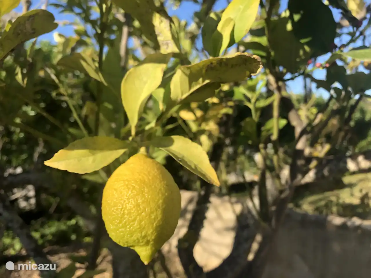 Citroen auf dem eigenen Baum | Vivenda da Luz