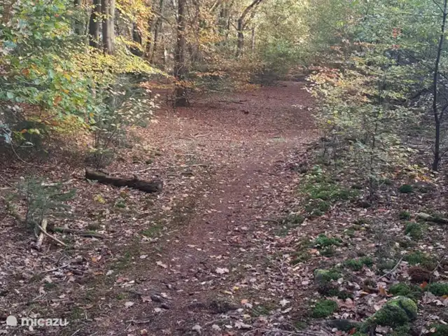 Reewold Veluwe | Pays-Bas, Gueldre, Wells - chalet Spoulderbos