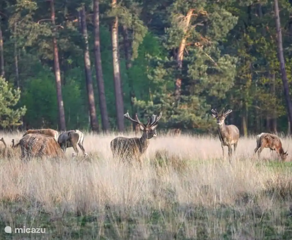 Herten in het Speulderbos.