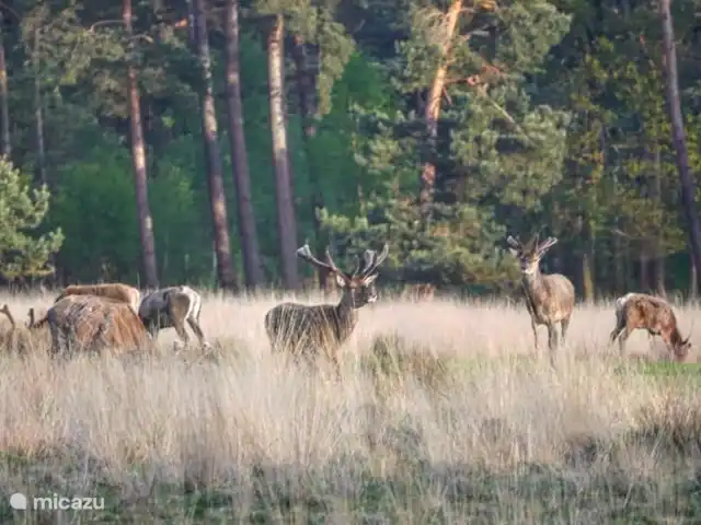 Reewold Veluwe | Pays-Bas, Gueldre, Wells - chalet Cerf dans le Speulderbos.