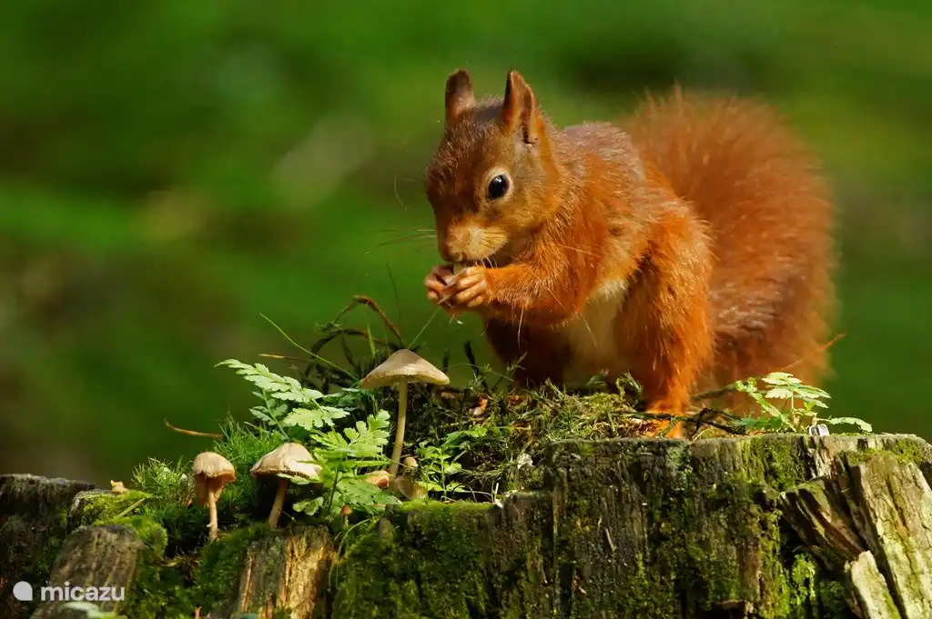 Eekhoorn bij het Chalet