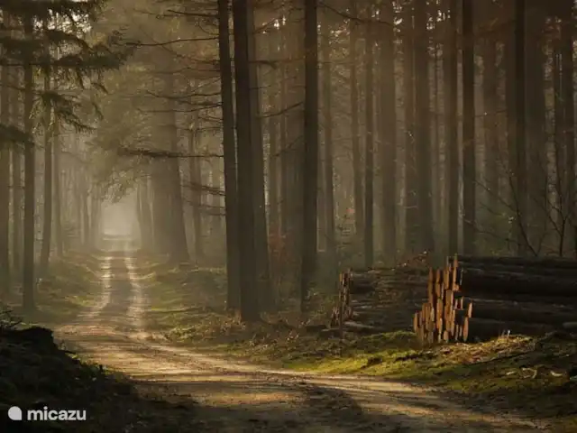 Reewold Veluwe | Pays-Bas, Gueldre, Wells - chalet Forêt de Sprielder et Speulder