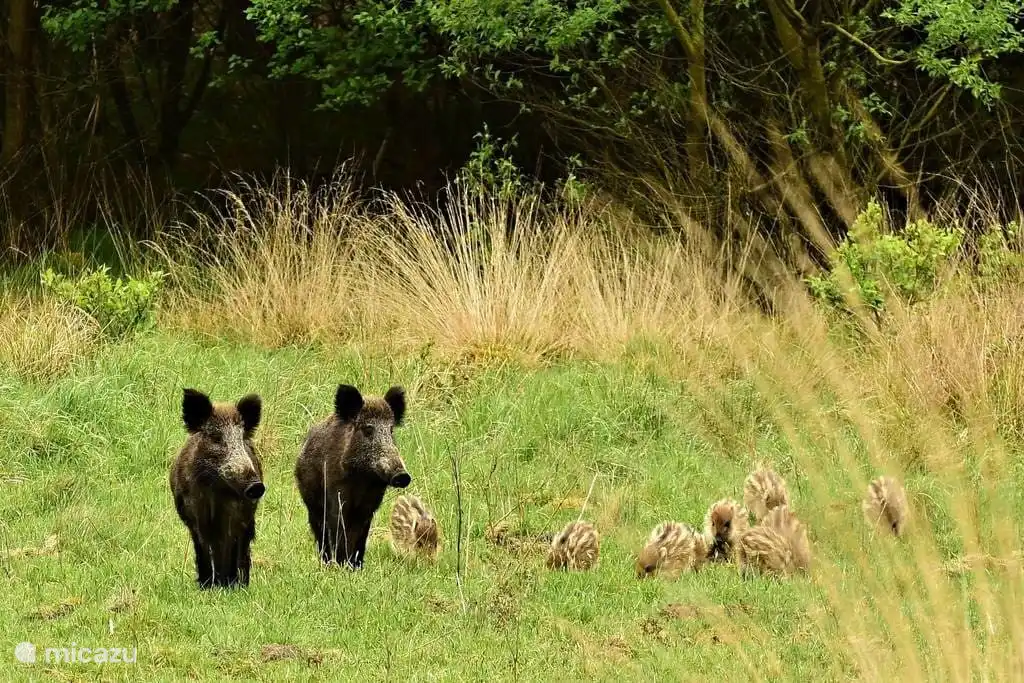 Sprielder en Speulder bos