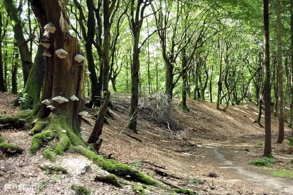 Het bos met de dansende bomen