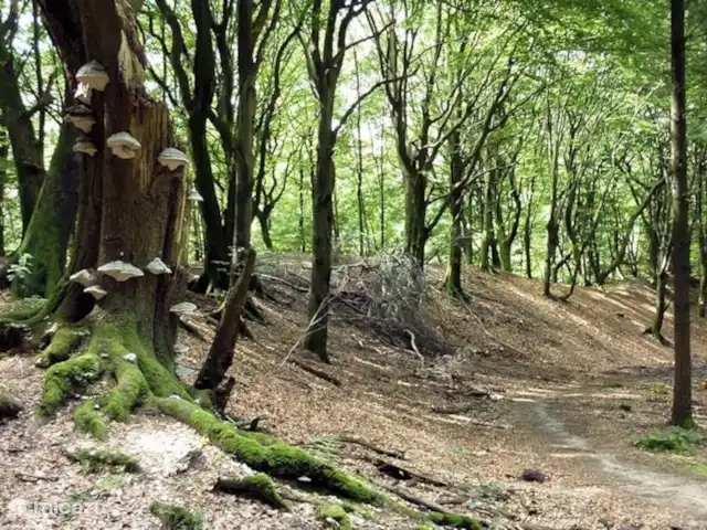 Reewold Veluwe | Pays-Bas, Gueldre, Wells - chalet La forêt aux arbres dansants