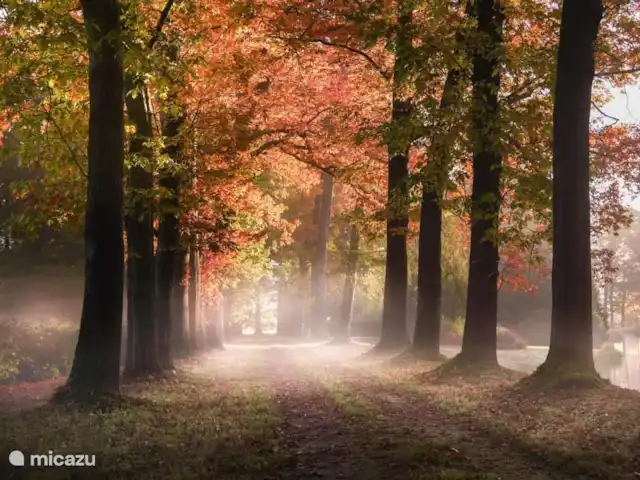Reewold Veluwe | Pays-Bas, Gueldre, Wells - chalet Le Speulder et le Sprielderbos 3300 hectares L'une des plus anciennes forêts des Pays-Bas où vous pouvez encore rencontrer des cerfs, des sangliers et d'autres gibiers.
