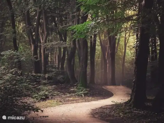Reewold Veluwe | Pays-Bas, Gueldre, Wells - chalet La forêt de Spoulder