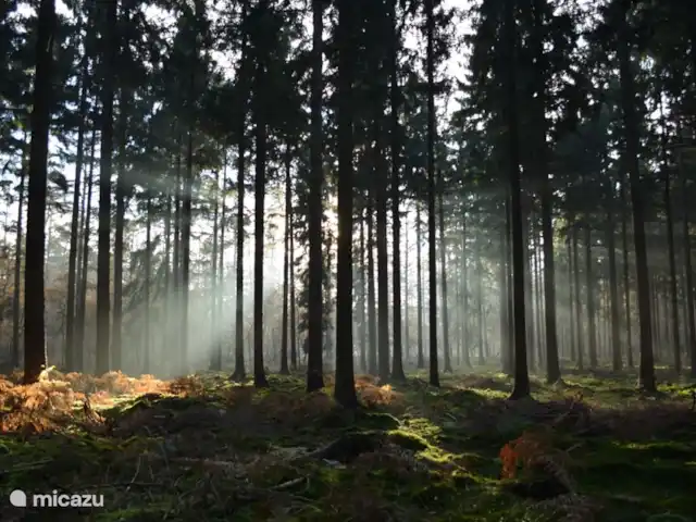 Reewold Veluwe | Pays-Bas, Gueldre, Wells - chalet Forêt de Sprielder et Speulder.