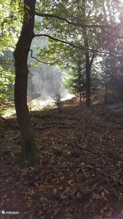 Sprielder en Speulder bos