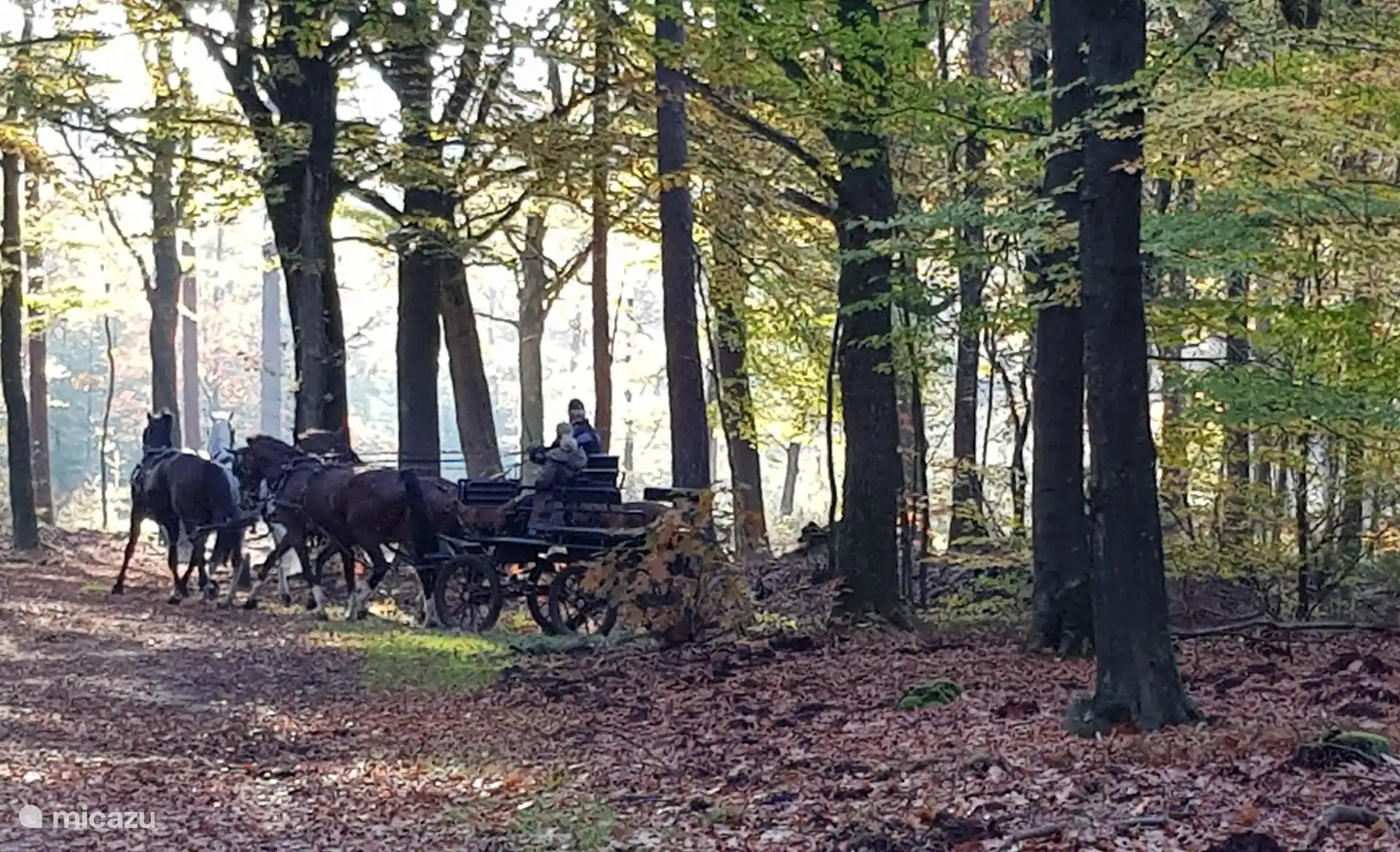 Het Speulderbos..