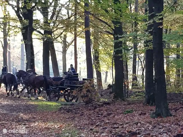 Reewold Veluwe | Pays-Bas, Gueldre, Wells - chalet Le Speulderbos..