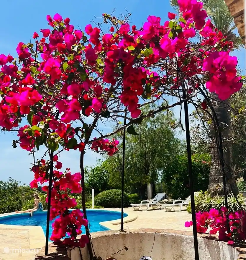 La buganvilla crece de un pozo 