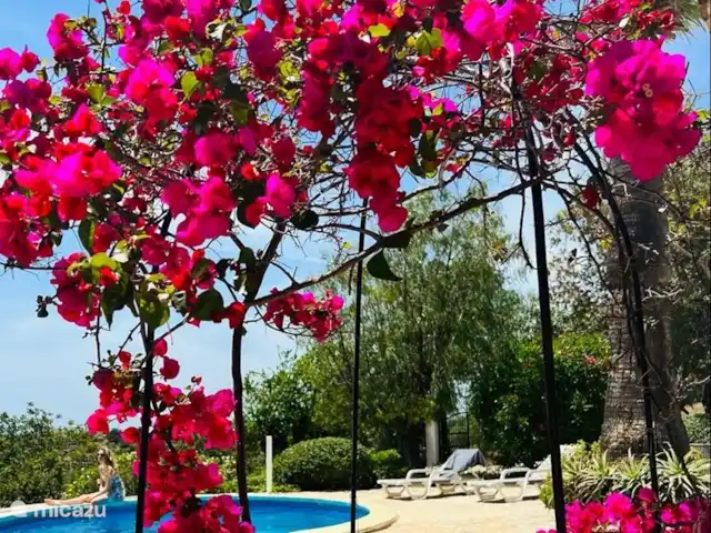 Casa Pedra de Agua huren in Portugal, Algarve, Vale Judeu - villa Vanuit waterput groeit de bougainville