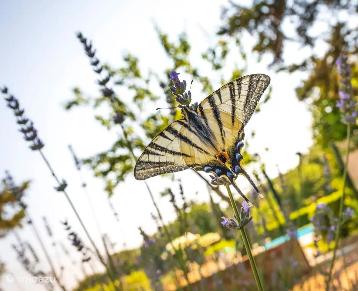 piscine - Casa Podere Monti