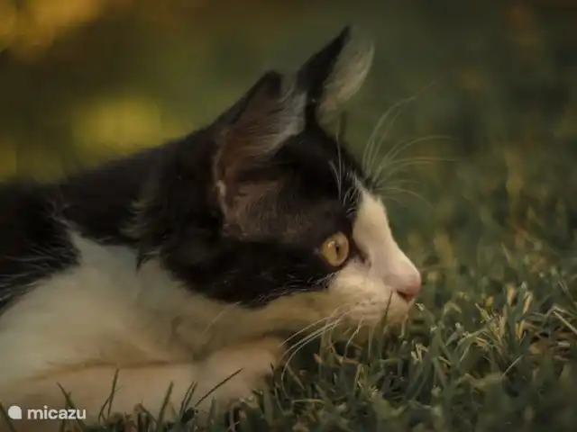 Cottage Leccio - Monti 1824 ® huren in Italië, Toscane, Casole d`Elsa - vakantiehuis Gigi <3