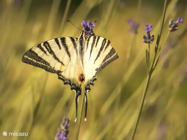 Cottage Leccio - Monti 1824 ® huren in Italië, Toscane, Casole d`Elsa - vakantiehuis Natuur