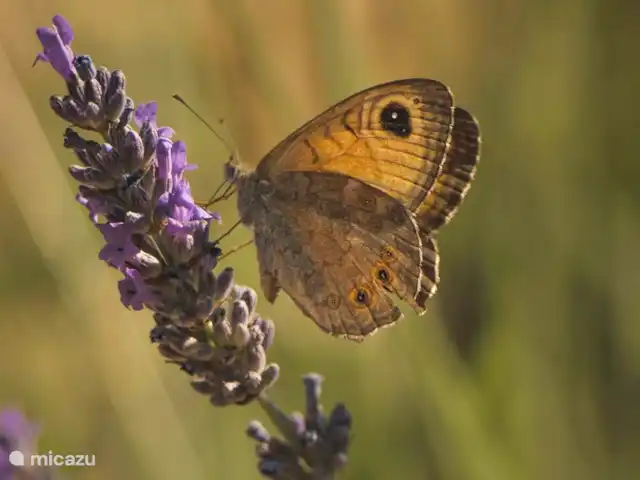 Cottage Leccio - Monti 1824 ® huren in Italië, Toscane, Casole d`Elsa - vakantiehuis Natuur