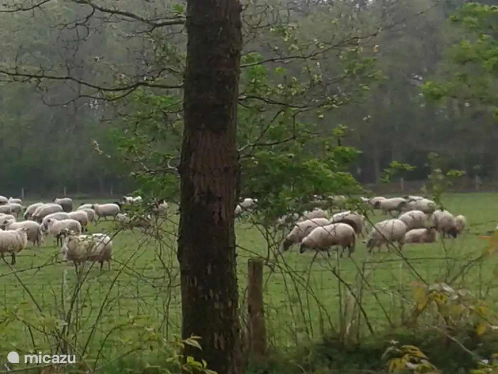 Mit Blick auf die Wiese