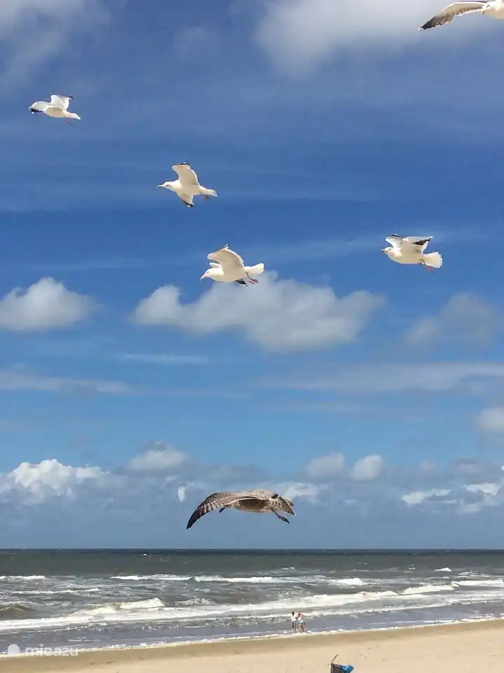 Encore une belle photo, ces mouettes flottant au-dessus de la plage.