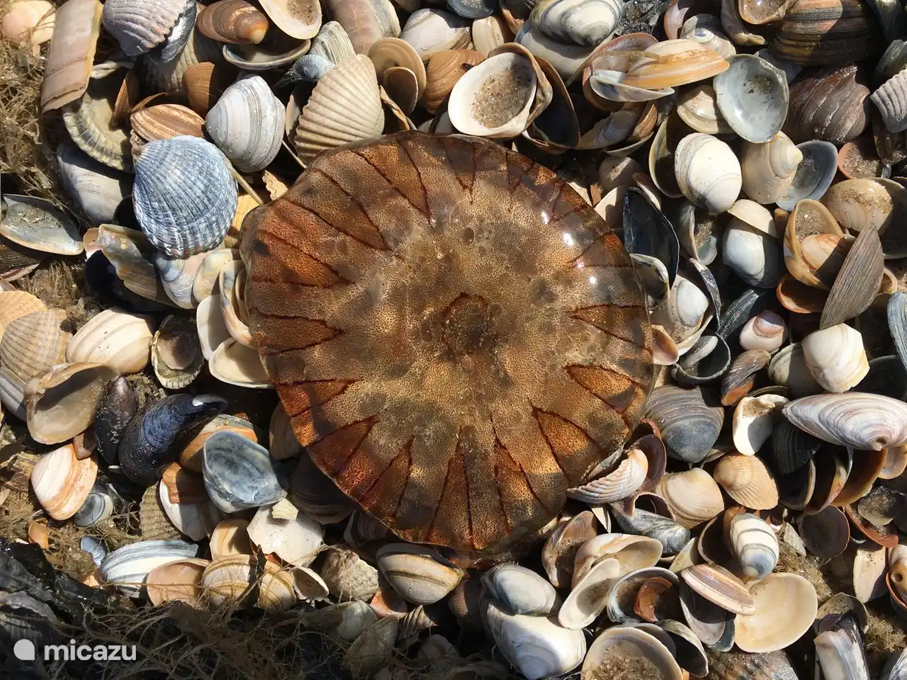 (Pénible)Magnifique