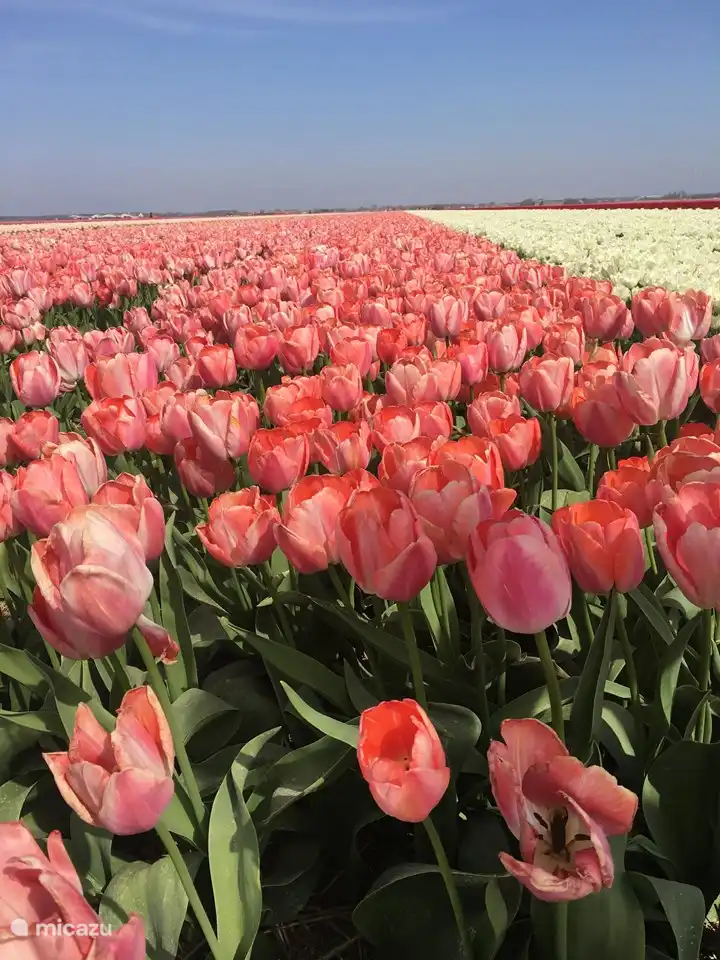 Les parterres de tulipes à Julianadorp