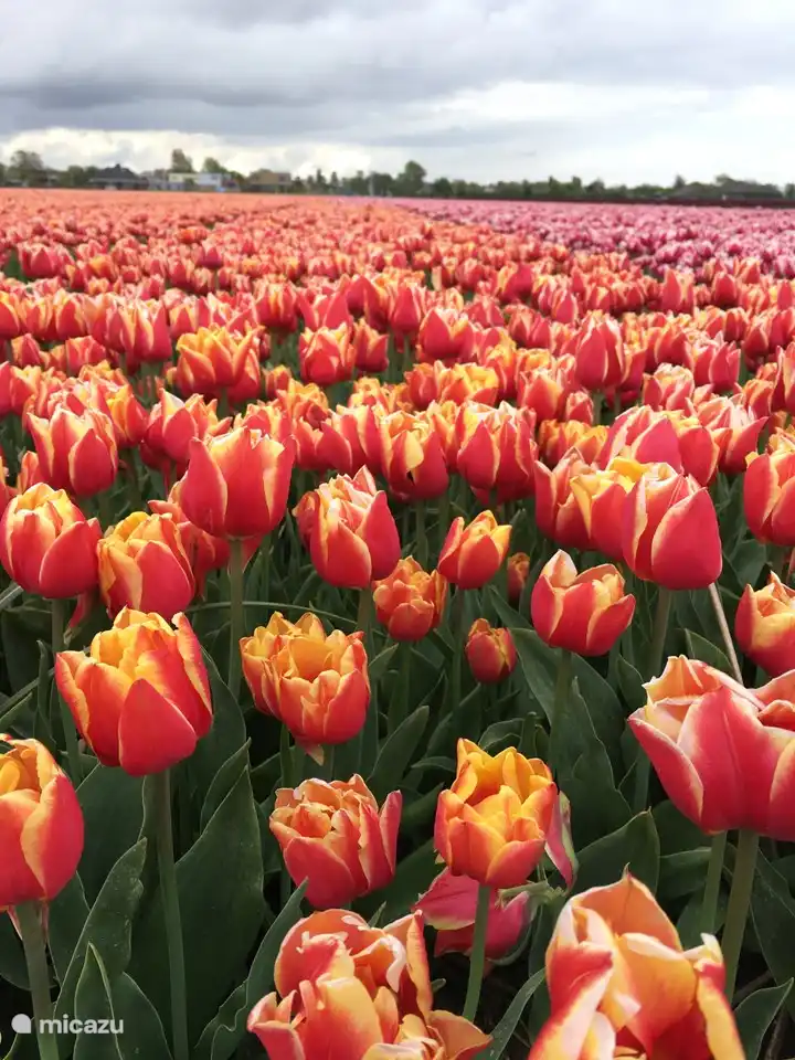 Les parterres de tulipes à Julianadorp