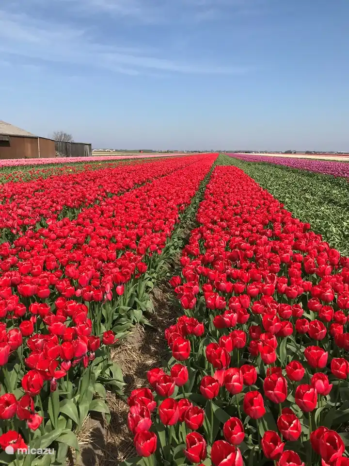 Les parterres de tulipes à Julianadorp